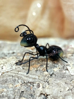 Mravenec malý, 12 cm