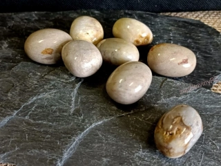 Zkamenělý korál tromlovaný, 3-4 cm, 1ks